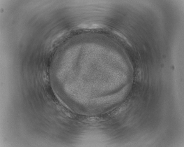 X0000070370966200606301852