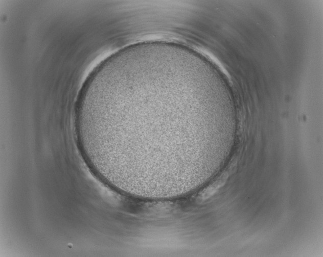 X0000070370991200606301852