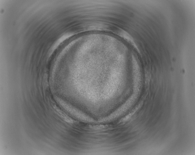 X0000070371019200606301851