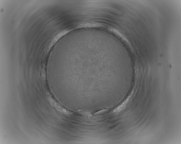 X0000070371025200606301851