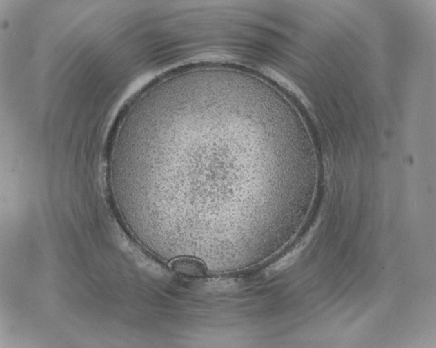 X0000070371029200606301851