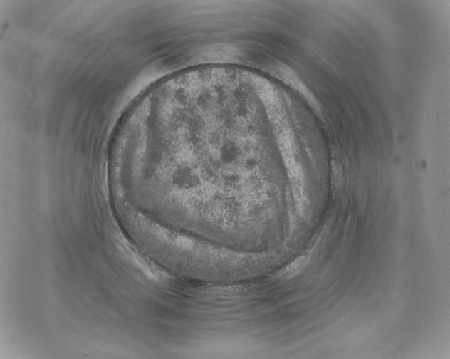 X0000070371035200606301851