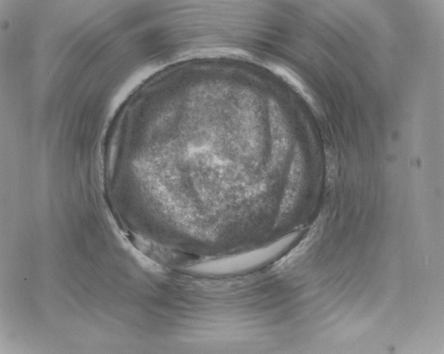 X0000070371046200606301851