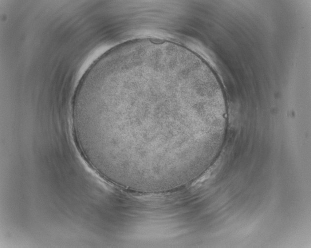 X0000070371048200606301851