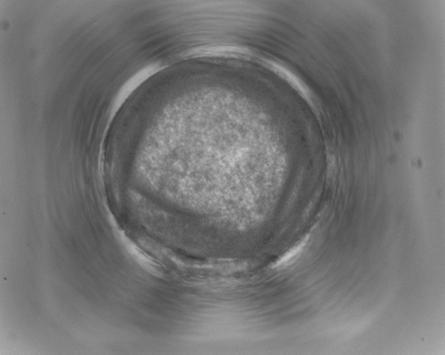 X0000070371050200606301851