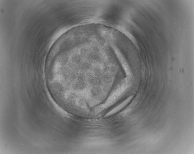 X0000070371055200606301851