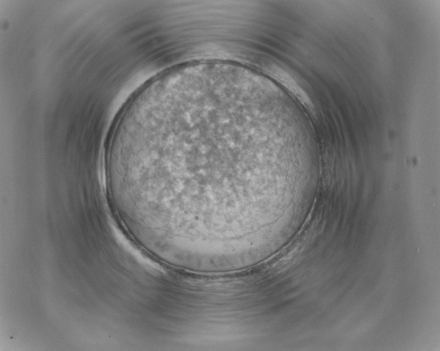 X0000070371084200606301850