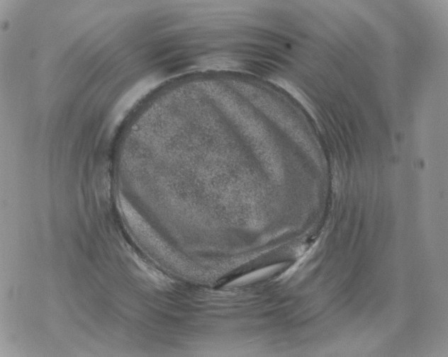 X0000070371115200606301849