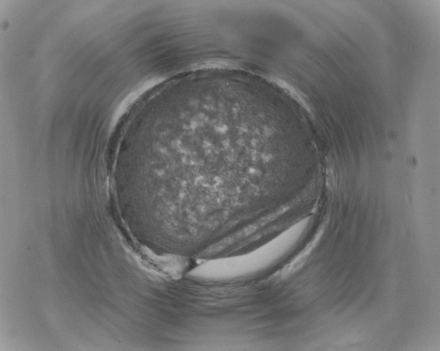 X0000070371117200606301849