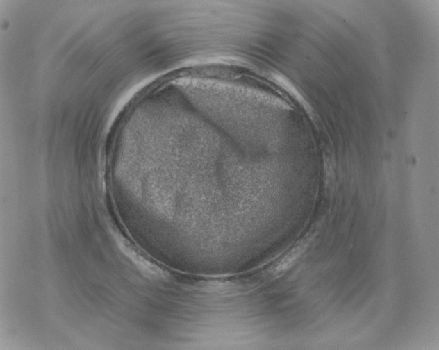 X0000070371124200606301849