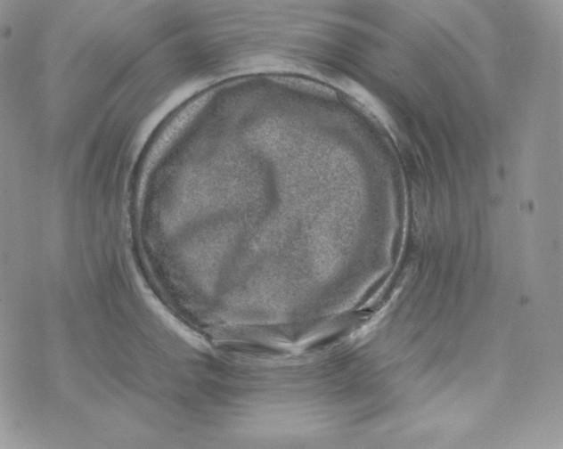 X0000070371142200606301850