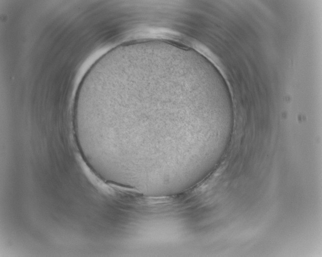 X0000070371152200606301850