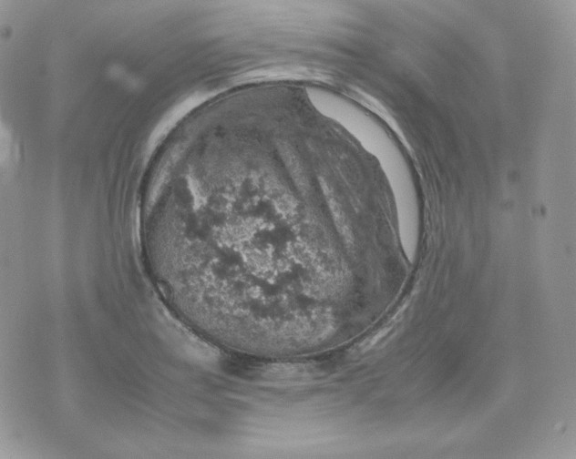 X0000070371179200606301849