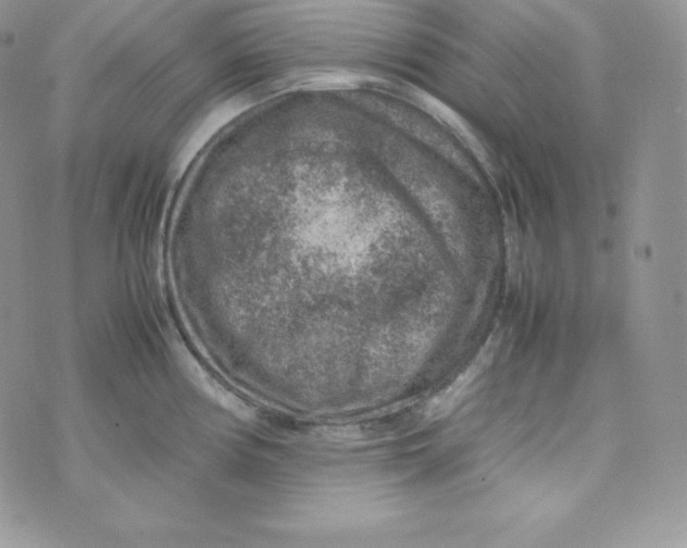 X0000070371194200606301848