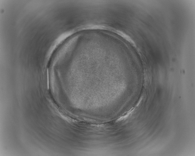 X0000070371223200606301848