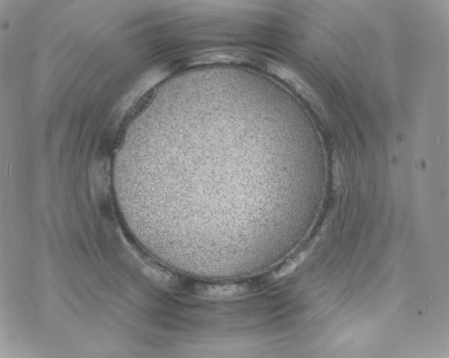 X0000070371233200606301848