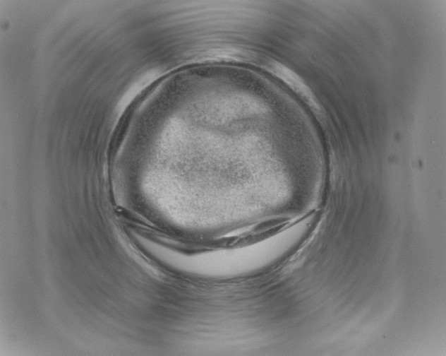 X0000070371234200606301848