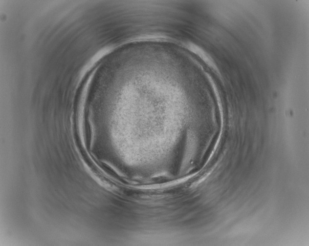 X0000070371237200606301848