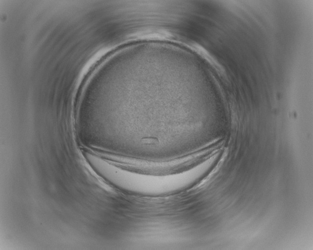 X0000070371240200606301848