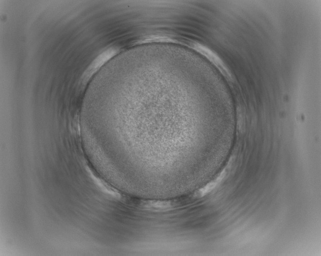 X0000070371241200606301848