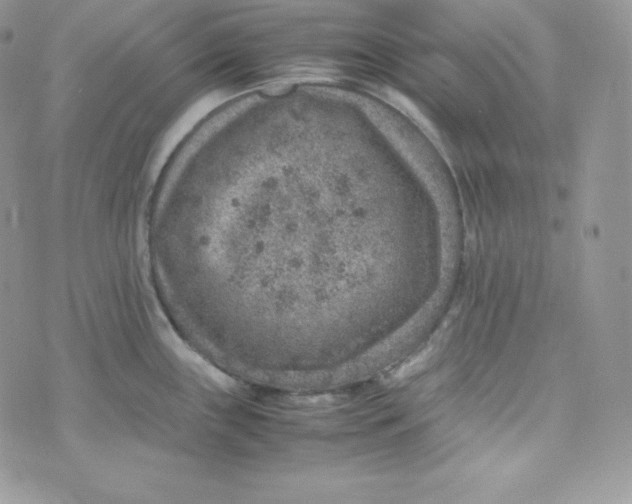 X0000070371243200606301848