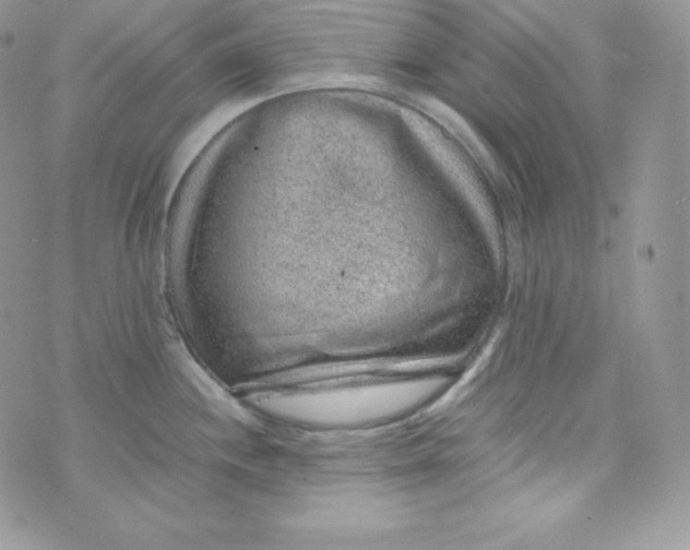 X0000070371244200606301848