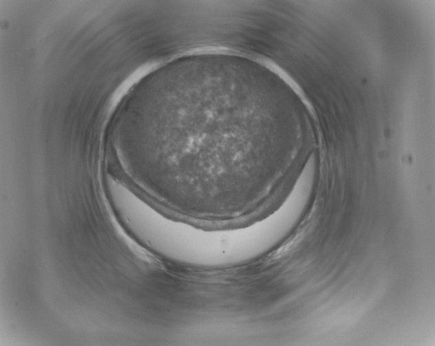 X0000070371245200606301848