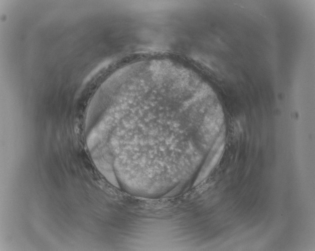 X0000070371254200606301847