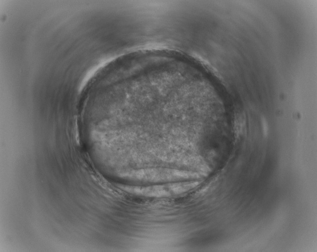 X0000070371262200606301847