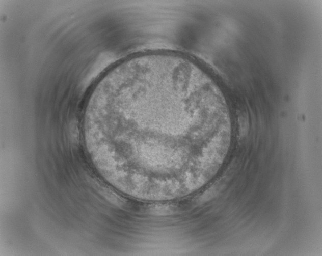 X0000070371266200606301847