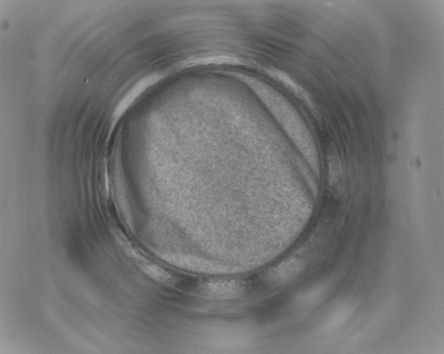 X0000070371274200606301847