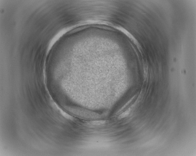 X0000070371294200606301847