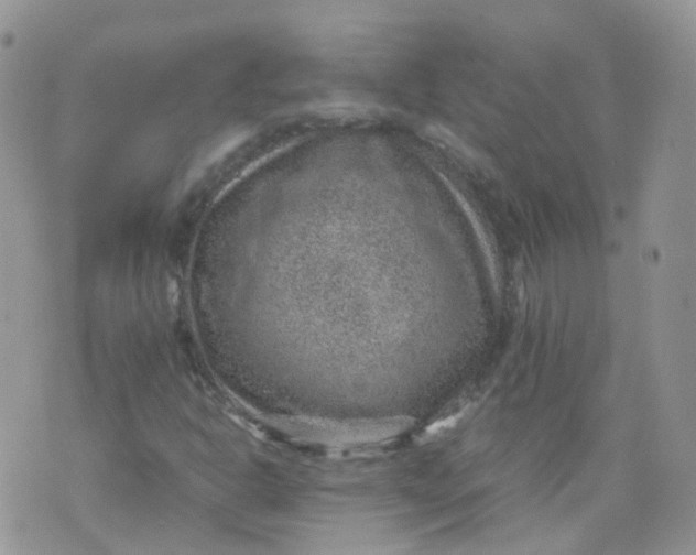 X0000070371302200606301846