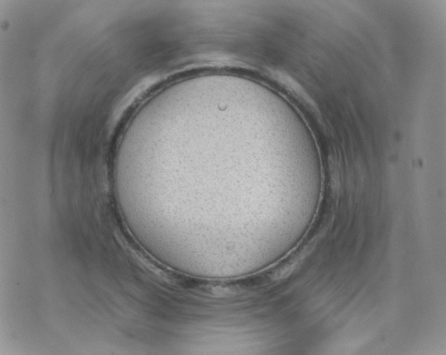 X0000070371318200606301846