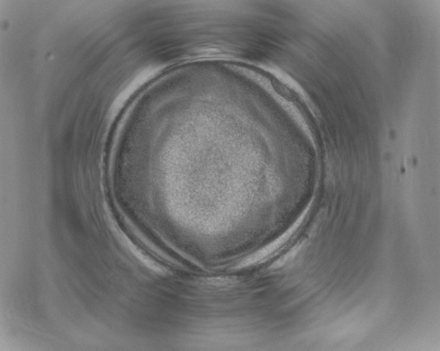 X0000070371333200606301847