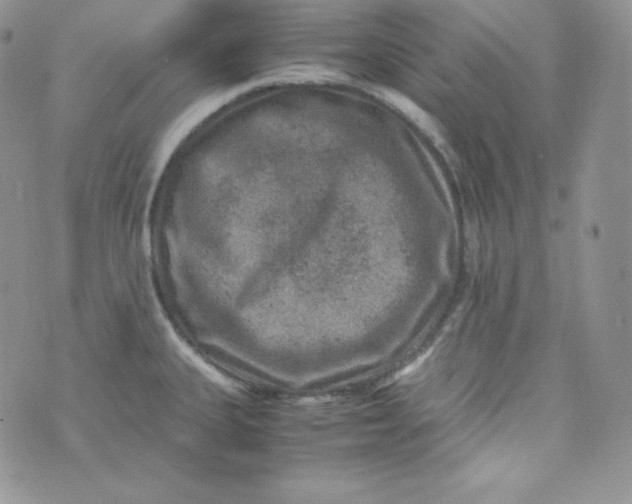 X0000070371335200606301847