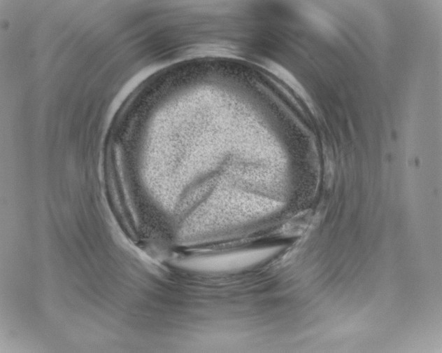 X0000070371339200606301847