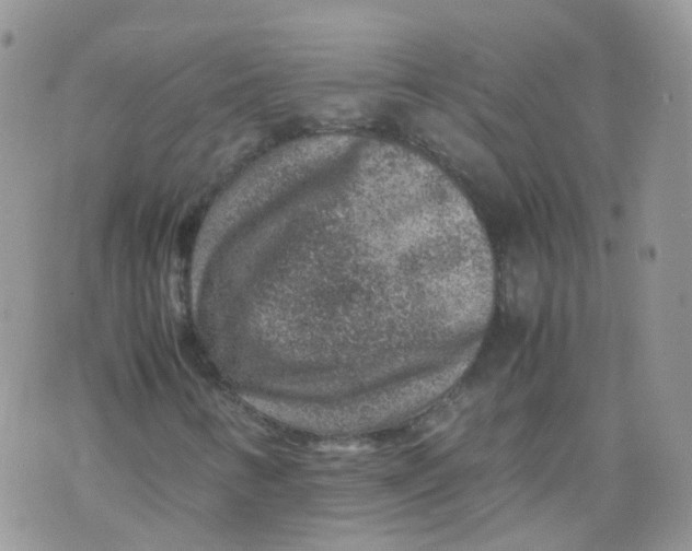 X0000070371346200606301846