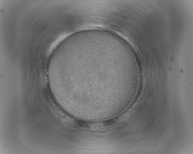 X0000070371363200606301846