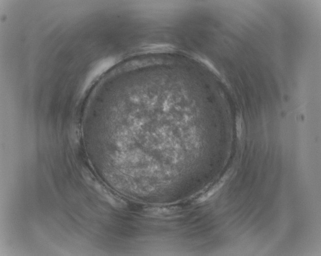 X0000070371405200606301845