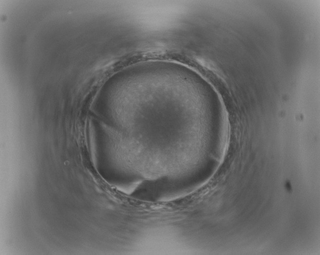 X0000070371445200606301844