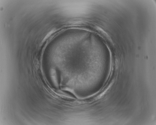 X0000070371449200606301844