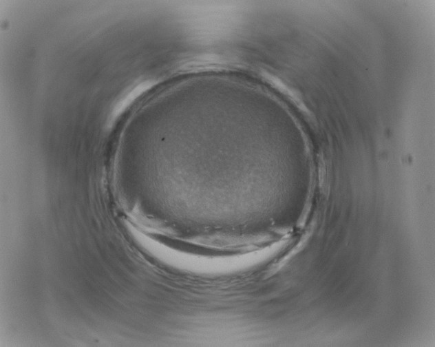 X0000070371453200606301844