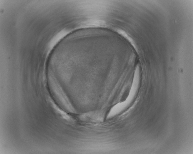 X0000070371469200606301844