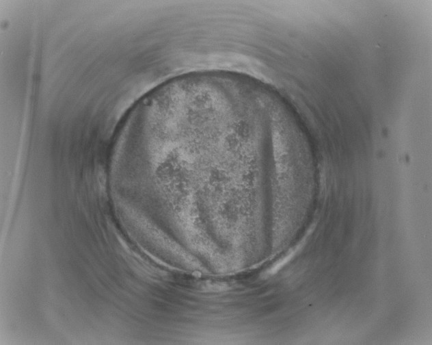 X0000070371505200606301843