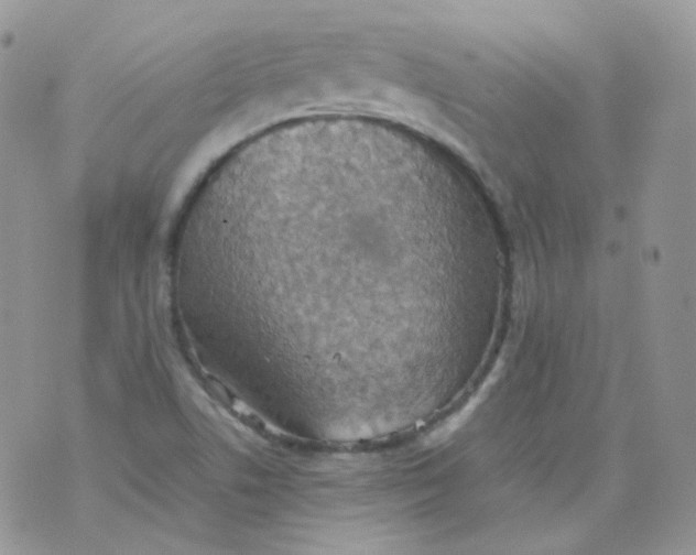 X0000070371506200606301843