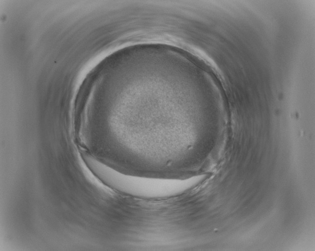 X0000070371528200606301844