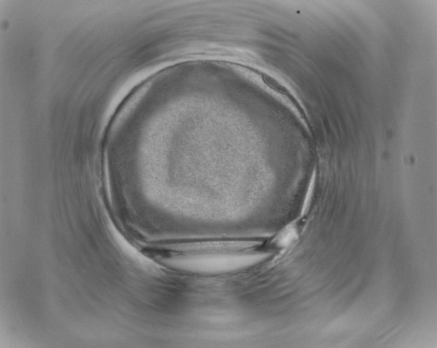 X0000070371531200606301844