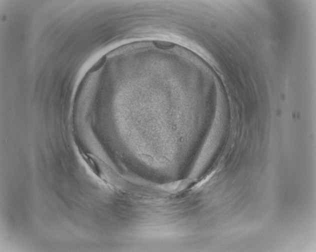 X0000070371536200606301844