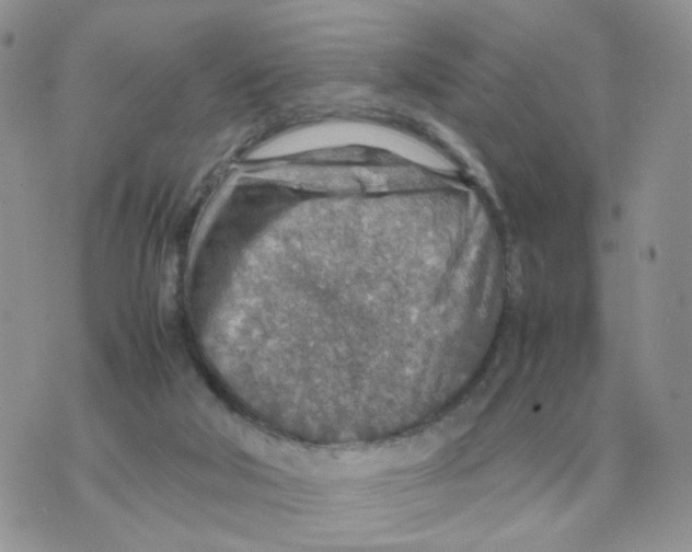 X0000070370018200607072140